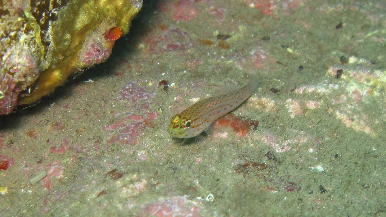 075 Gobie à tête jaune (Gobius xanthocephalus).jpg - Gobie à tête jaune (Gobius xanthocephalus) : Se reconnaît à ses taches orange et sa tête jaune